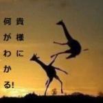 kokuto